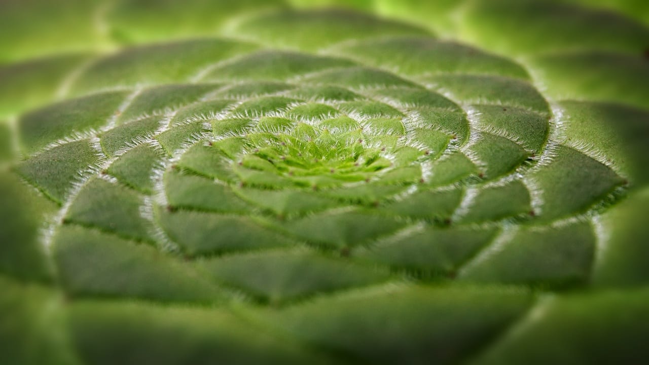 Aeonium tabuliforme: cuidados del pastel de risco