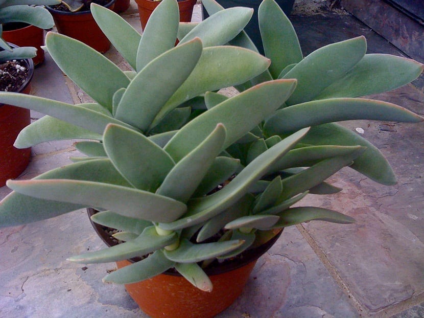 Crassula falcata cultivada en maceta con sus hojas grises en forma de hoz