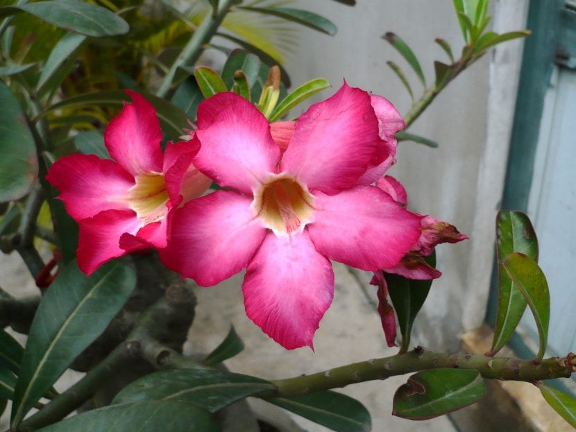 Ejemplar de Adenium obesum o rosa del desierto con el caudex engrosado