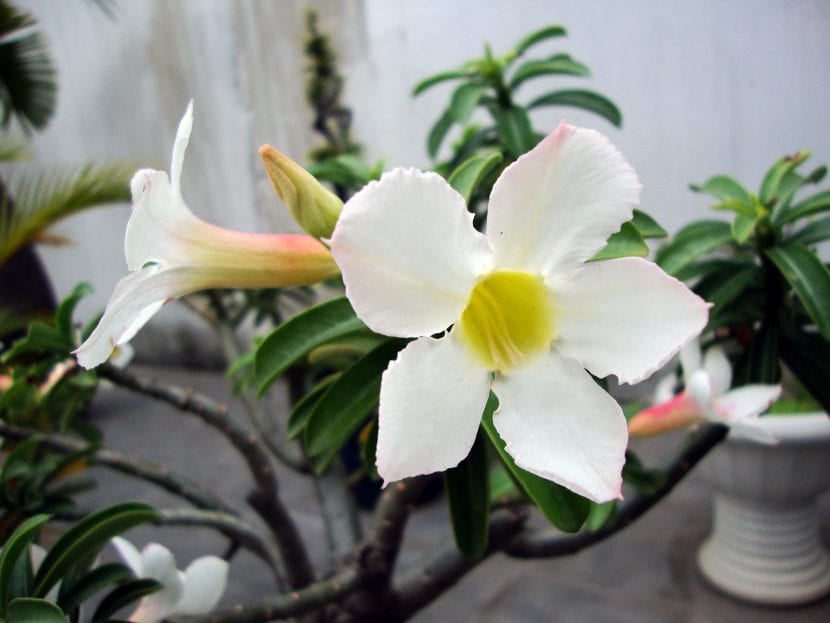Flor blanca de rosa del desierto, Adenium obesum