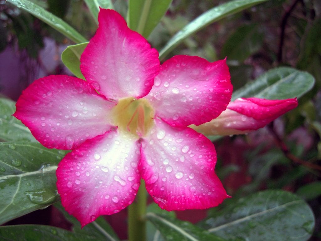 Rosa del desierto en invierno: riego, luz y temperatura
