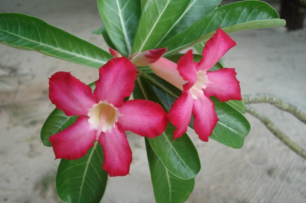 Cómo podar la flor del desierto sin que se pudra el corte