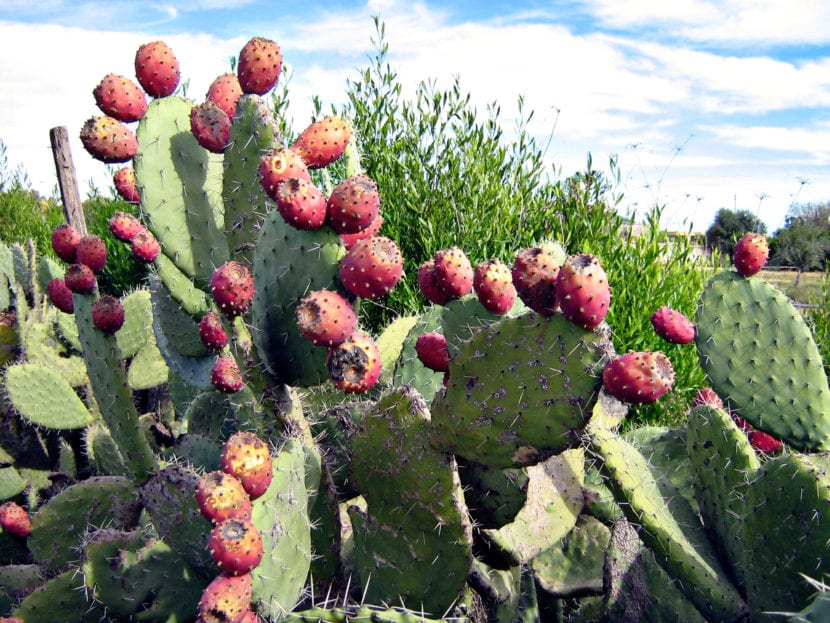 Pala de Opuntia ficus-indica con aréolas y gloquidios