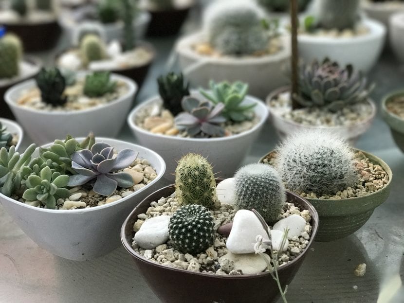 Composición de suculentas de distintas especies en maceta