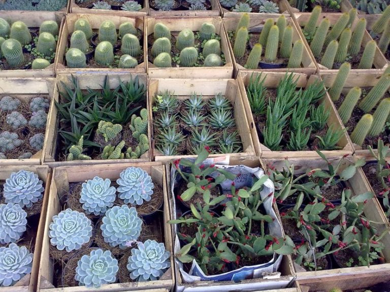 Distintas plantas suculentas en maceta