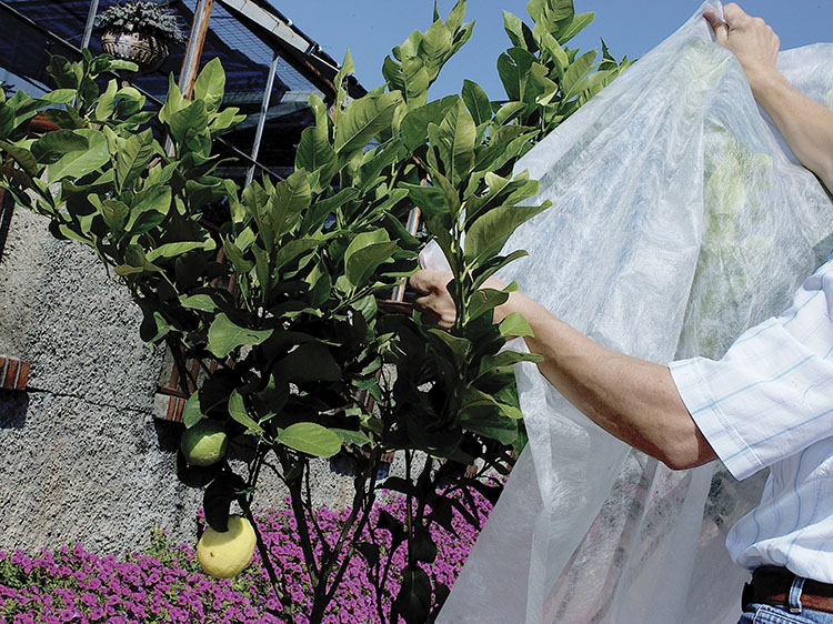 Abriga tus plantas durante el invierno