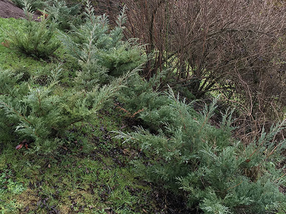 Cómo afianzar un talud con plantas