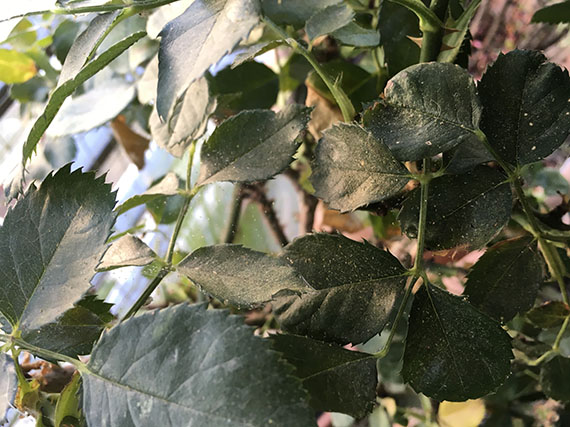 Conoce y controla la araña roja
