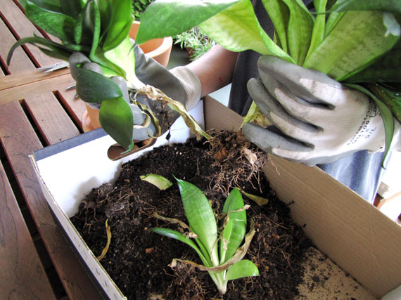 Dividir matas y rizomas para multiplicar las plantas