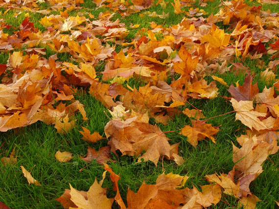 Fabricar compost en casa