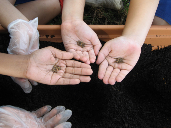 Jardinería con niños: sembrar en semilleros