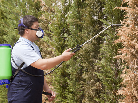 ¿Por qué se vuelven marrones las coníferas?