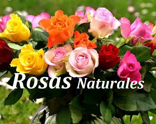 Rosas Naturales