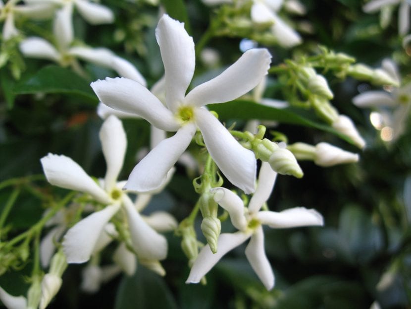 Flores blancas de Trachelospermum jasminoides