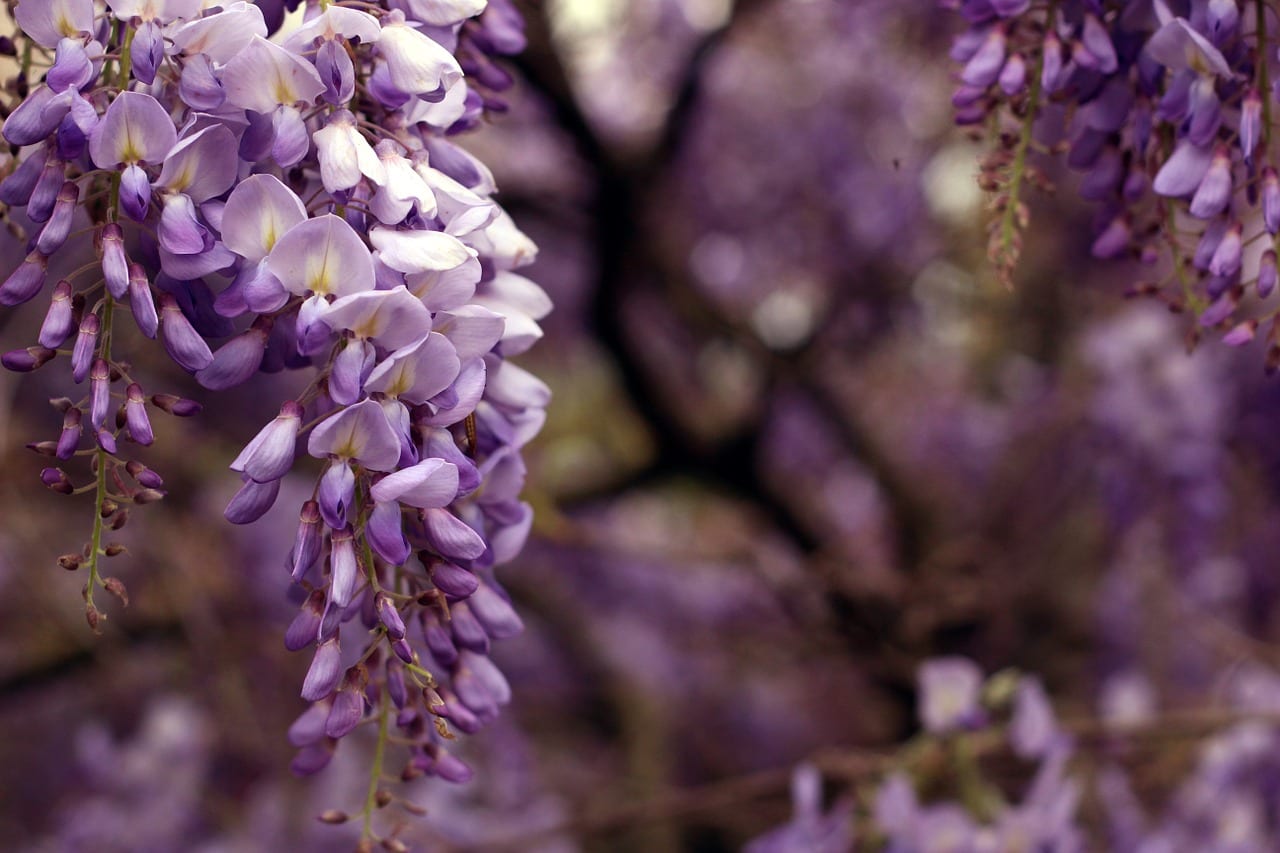 7 enredaderas con flor para cubrir muros y pérgolas