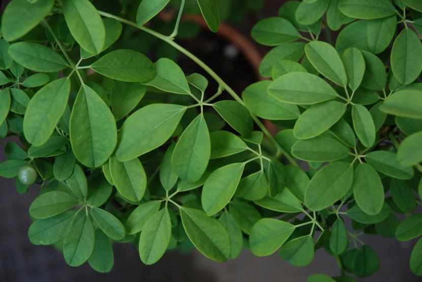 Hojas palmeadas de cinco folíolos de Akebia quinata