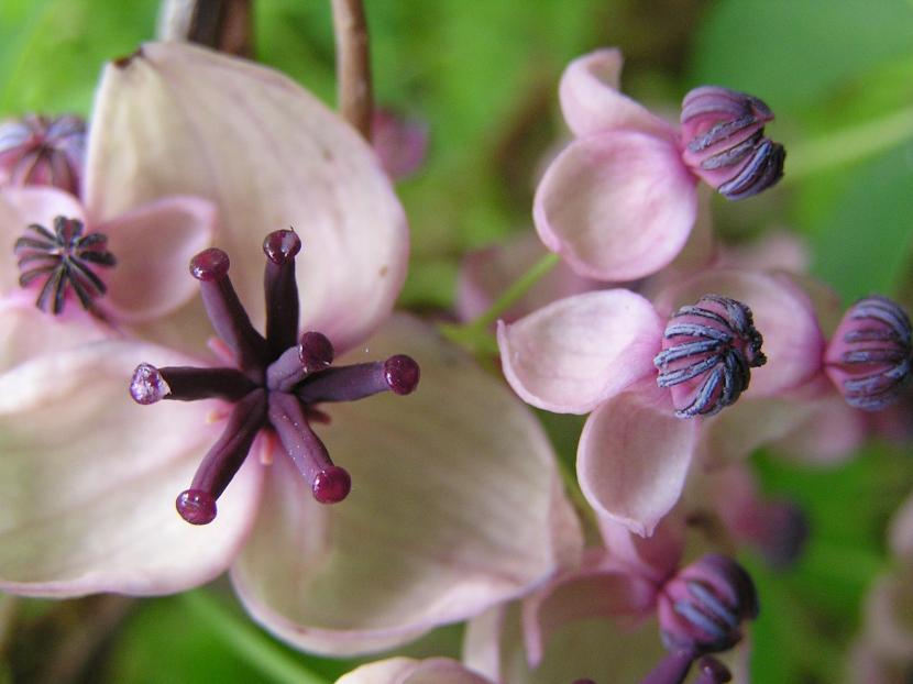Akebia quinata: cultivo, poda y por qué no da fruto