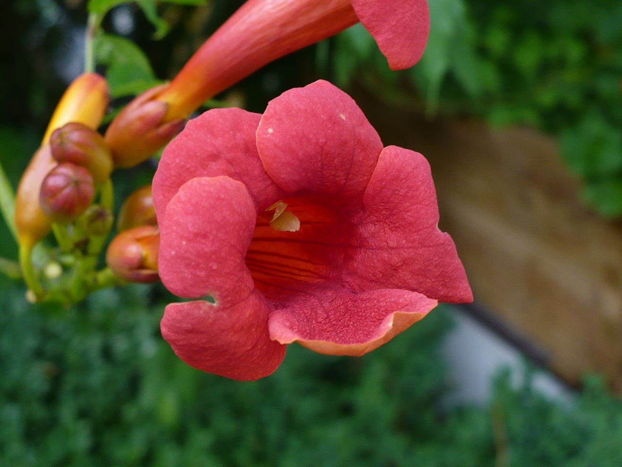 Campsis radicans: cultivo, poda y rusticidad de la trompeta