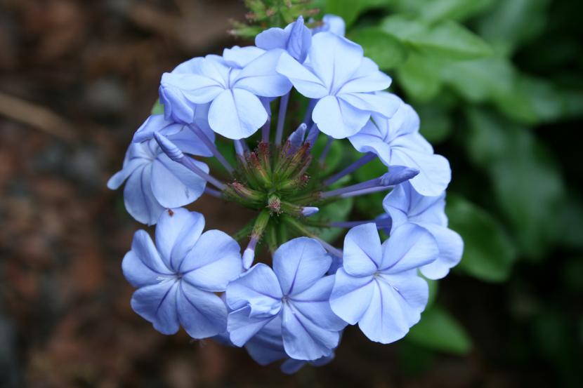 Plumbago: cuidados, poda y resistencia al frío
