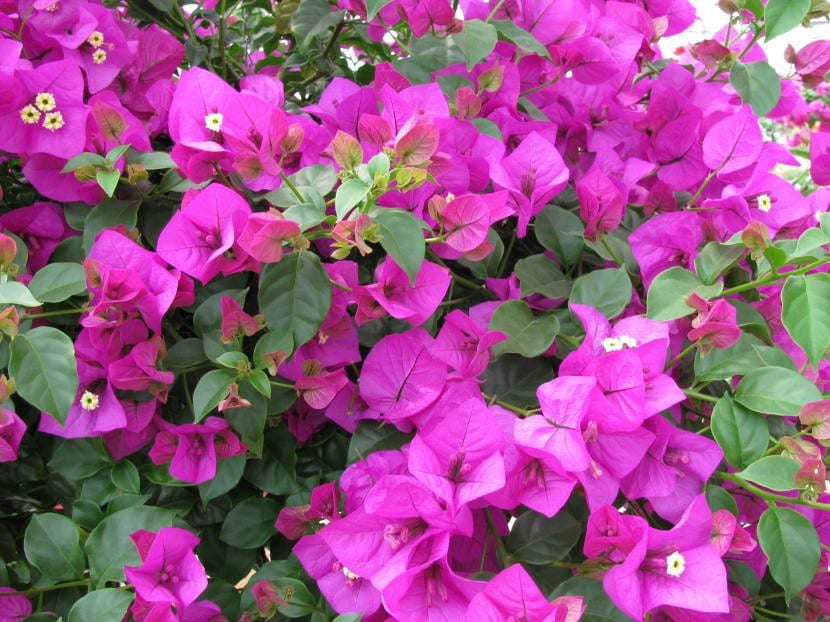 Buganvilla en flor con brácteas lilas