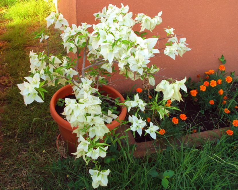 Buganvilla de brácteas blancas