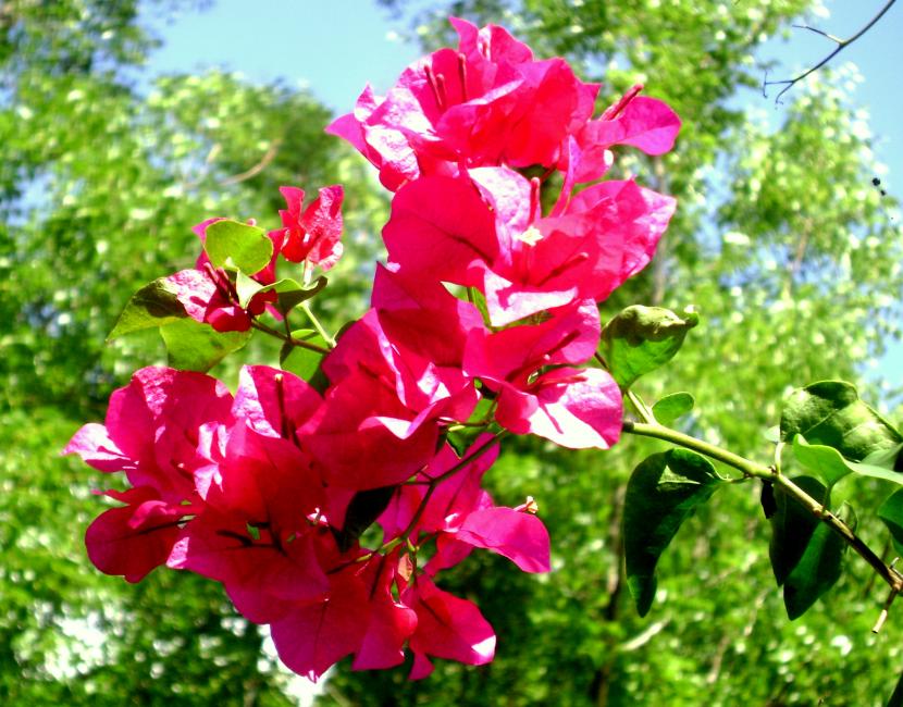 Buganvilla roja cubierta de brácteas
