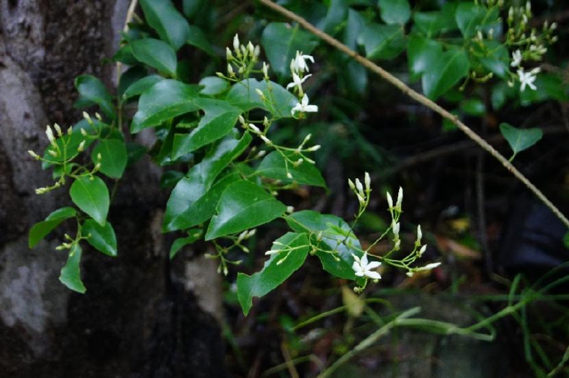 Jazmín trepador en flor cubriendo una celosía