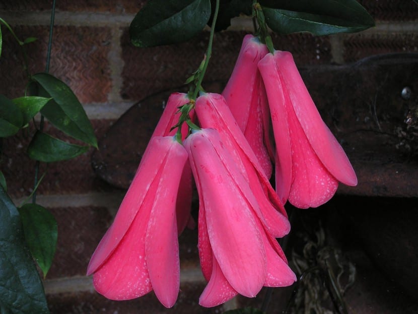 Flores colgantes de Lapageria rosea, el copihue