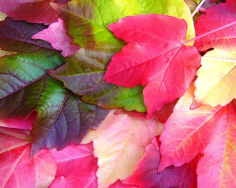 Hoja palmeada de cinco folíolos de Parthenocissus quinquefolia
