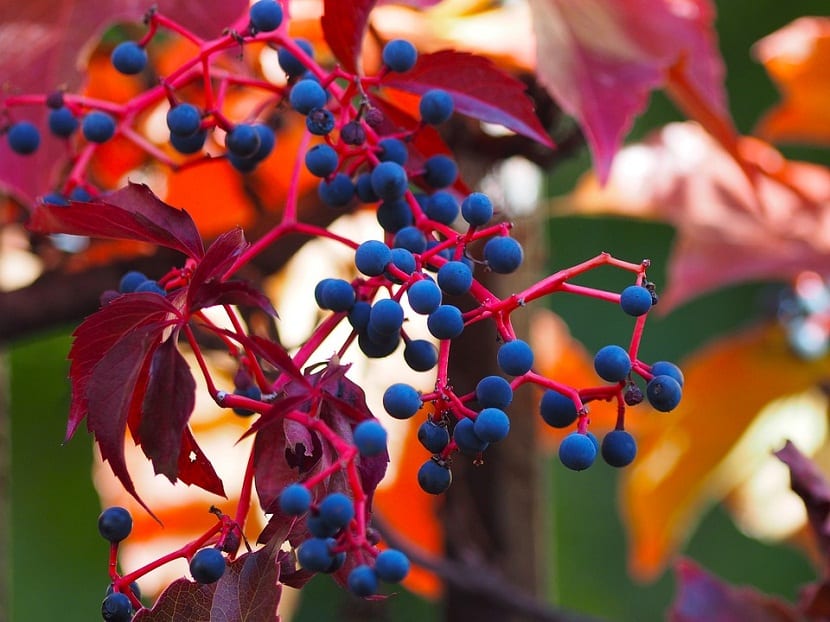 Racimos de frutos azul oscuro de la parra virgen en otoño