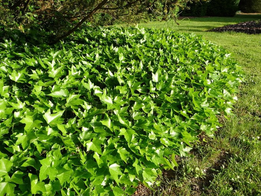 Hedera helix del cultivar Green Ripple con hojas estrechas y lobuladas