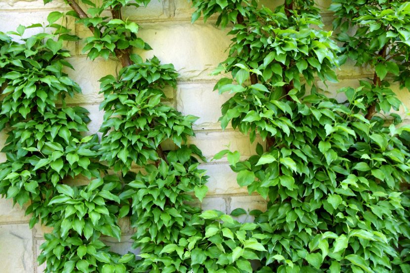 Enredadera cubriendo un muro
