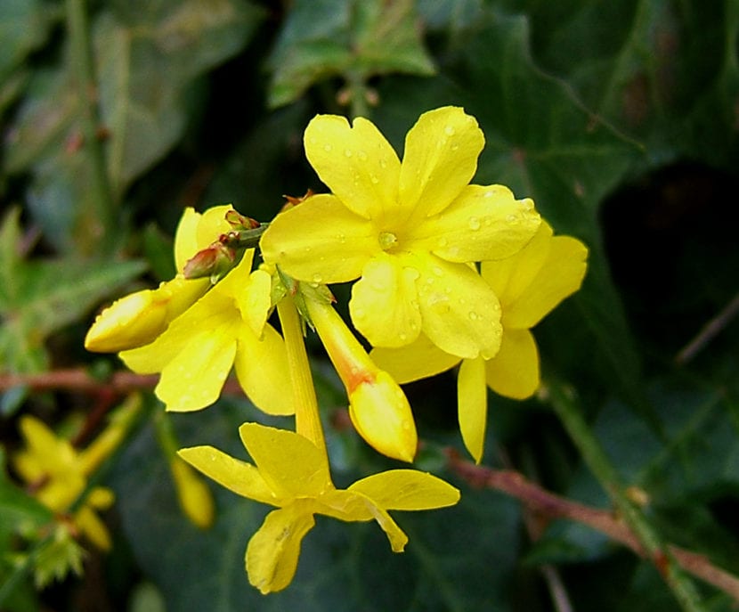 Flores amarillas de Jasminum nudiflorum en invierno