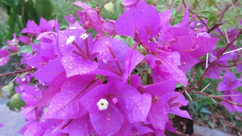 Buganvilla en flor con brácteas magenta