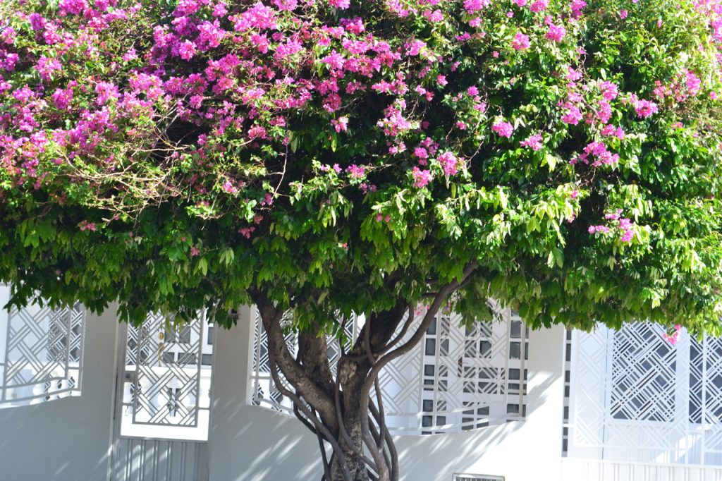 Buganvilla formada en árbol con la copa cubierta de brácteas