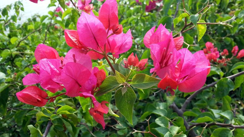 Buganvilla en flor con brácteas rosas cubriendo un muro