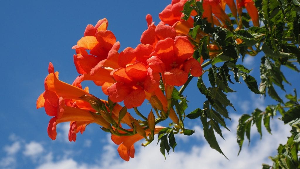 Campsis radicans en flor con ramilletes de flores anaranjadas
