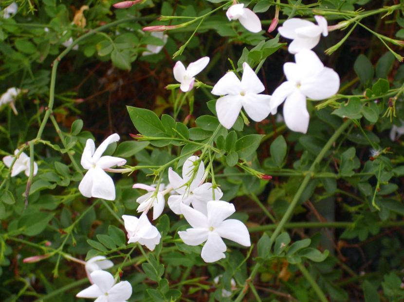Flores blancas de Jasminum officinale, el jazmín común