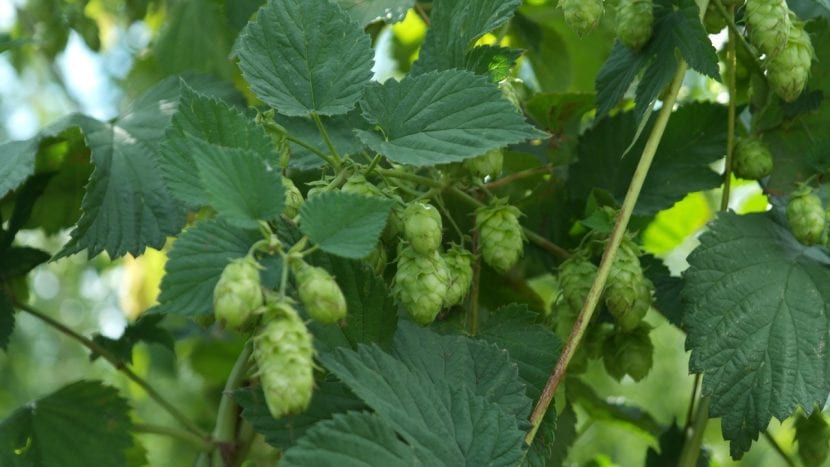 Conos de lúpulo maduros colgando de la planta
