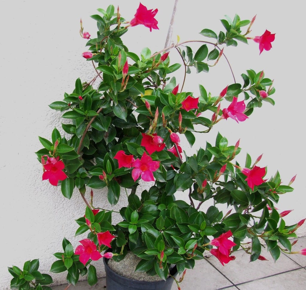 Jazmín chileno (Mandevilla): cuidados, poda e invernada