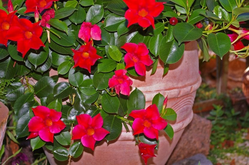 Mandevilla en flor cultivada en maceta