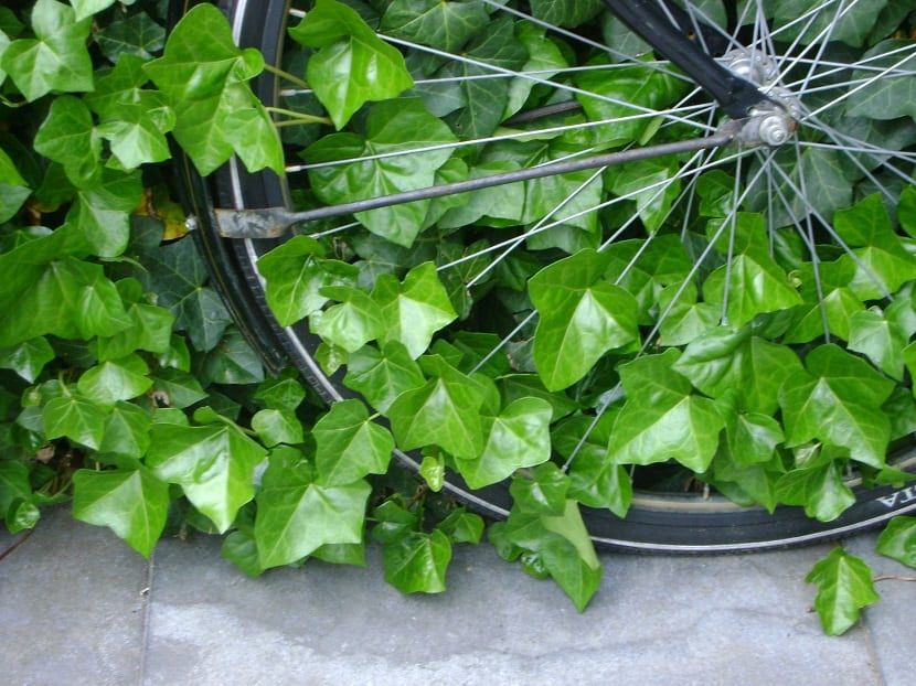 Hedera hibernica: cultivo y cuidados de la hiedra atlántica