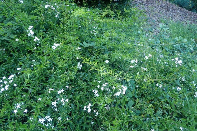 Ejemplar adulto de Jasminum azoricum cubriendo un soporte