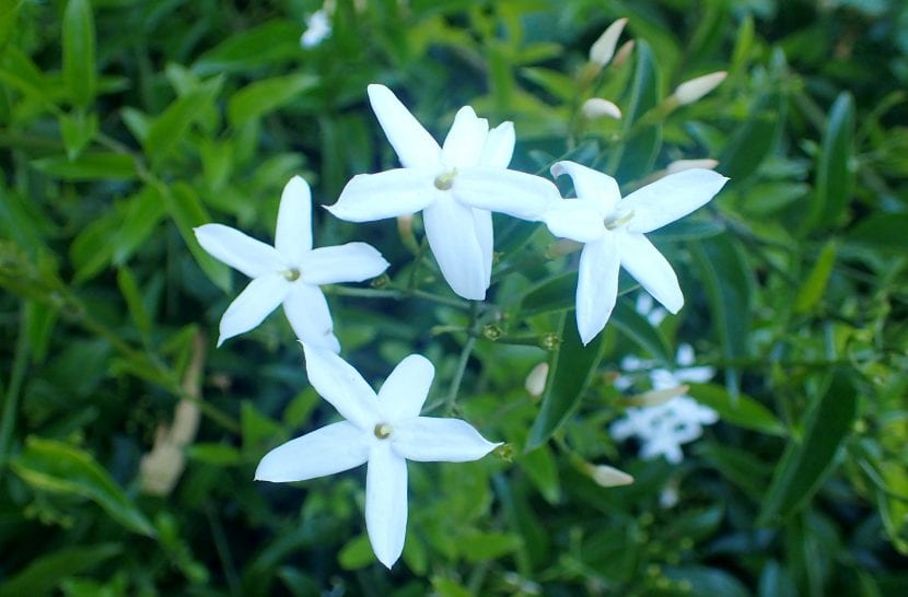 Flores blancas muy fragantes del jazmín de Madeira