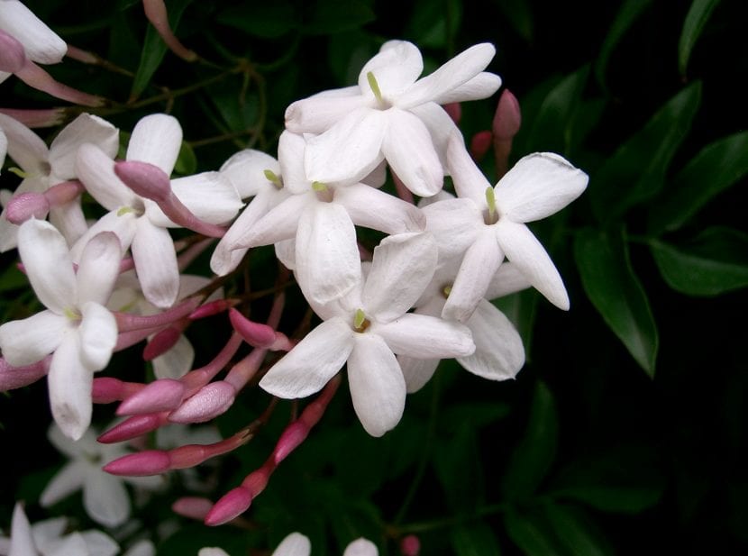 Flores blancas y capullos rosados del jazmín chino Jasminum polyanthum