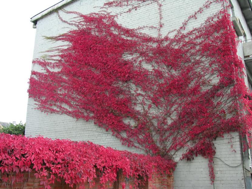 Parra virgen (Parthenocissus): cultivo, especies y cuidados
