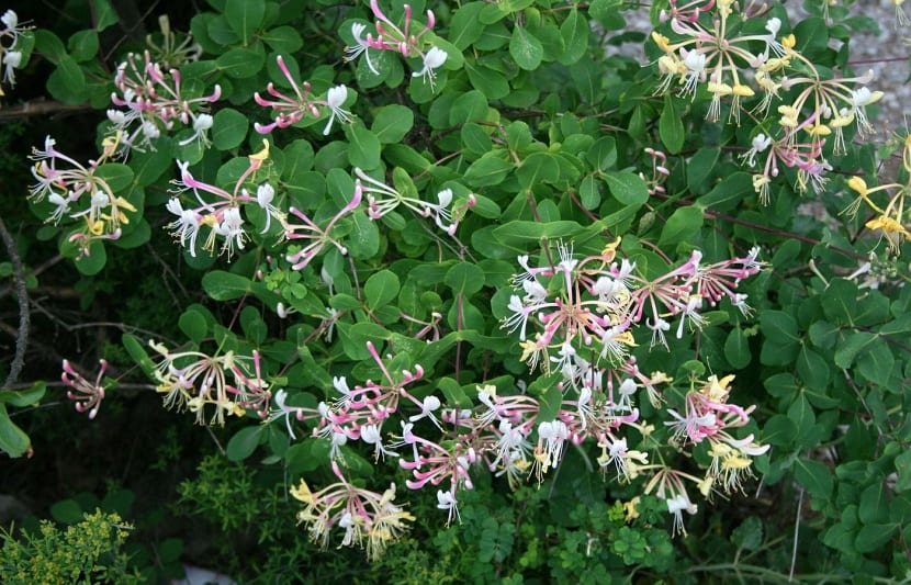 Lonicera etrusca usada como planta trepadora en jardines