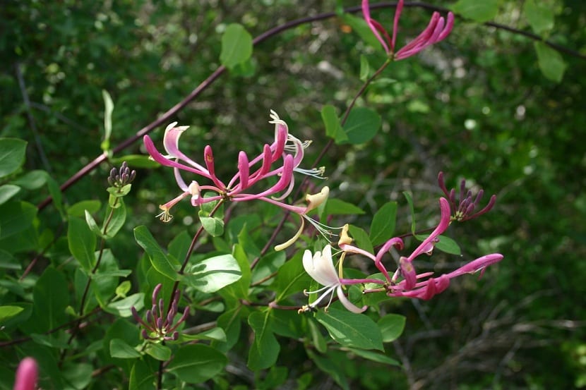 Lonicera etrusca: madreselva mediterránea para vallas y pérgolas