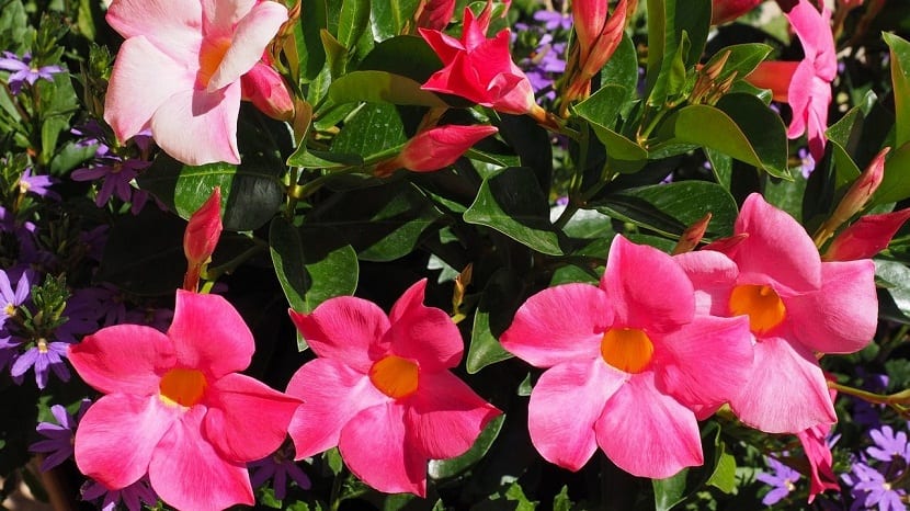 Flores grandes de color rojo rosado de la mandevilla