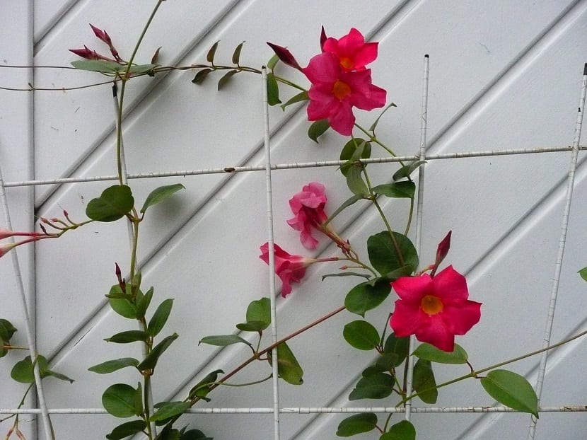 Planta trepadora Mandevilla sanderi con flores rojas